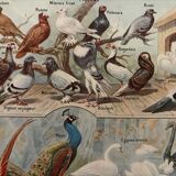 Vintage illustrated plate of farmyard birds - 1920