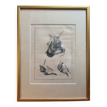 Framed Print Engraving Aphorisms Surgery Anatomy Herman Boerhaave