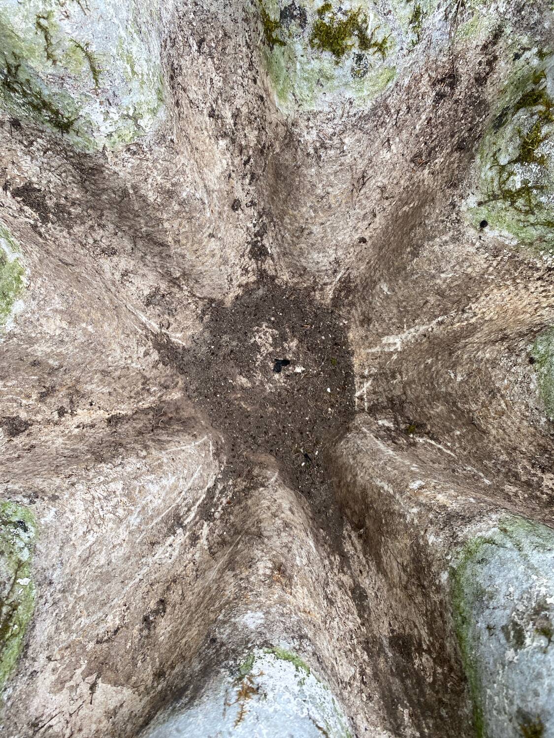 Biomorphic planter by Willy Guhl, 1960