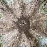 Biomorphic planter by Willy Guhl, 1960