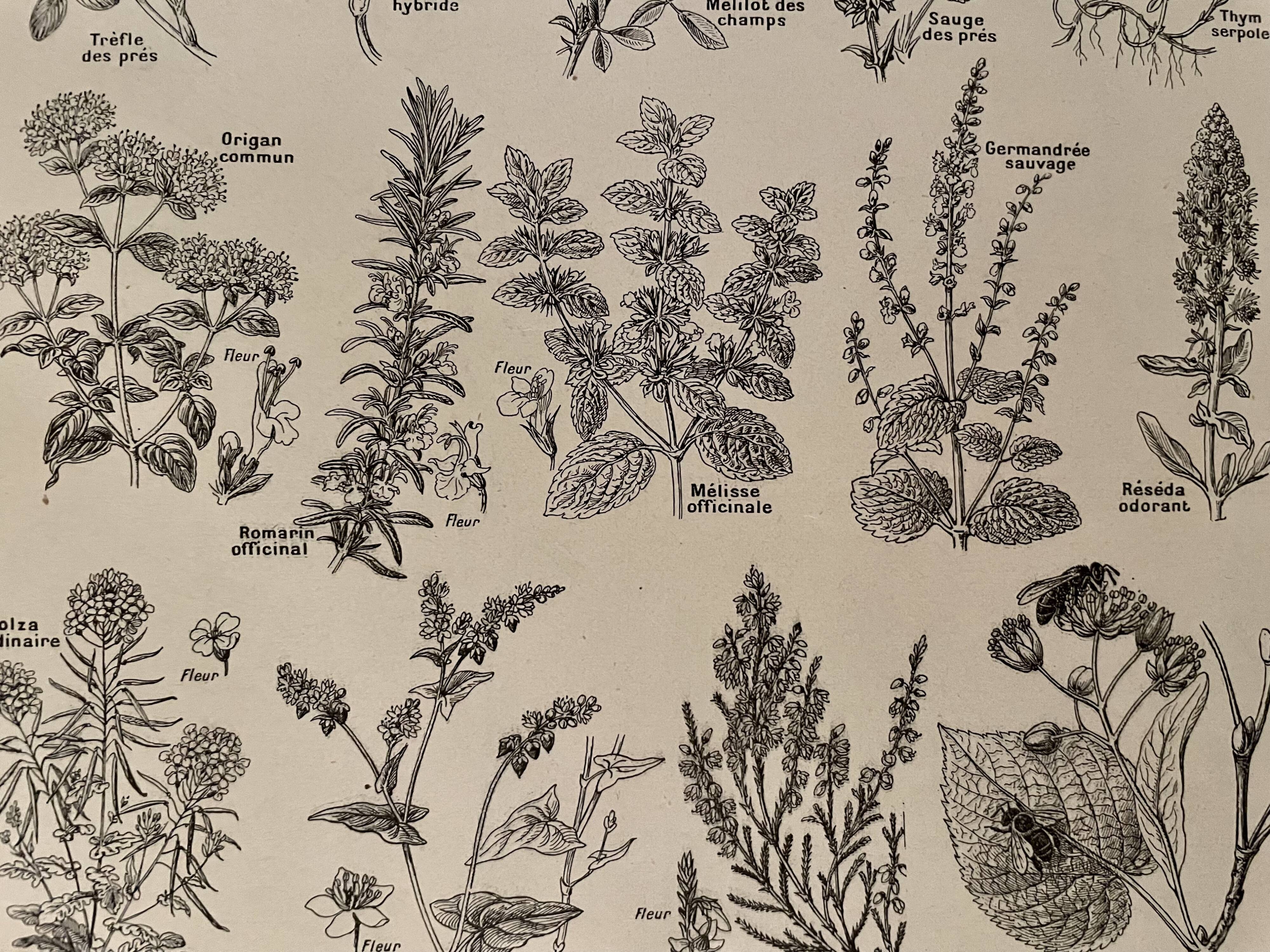 Lithograph on aromatic and melliferous plants of 1921