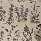 Lithograph on aromatic and melliferous plants of 1921
