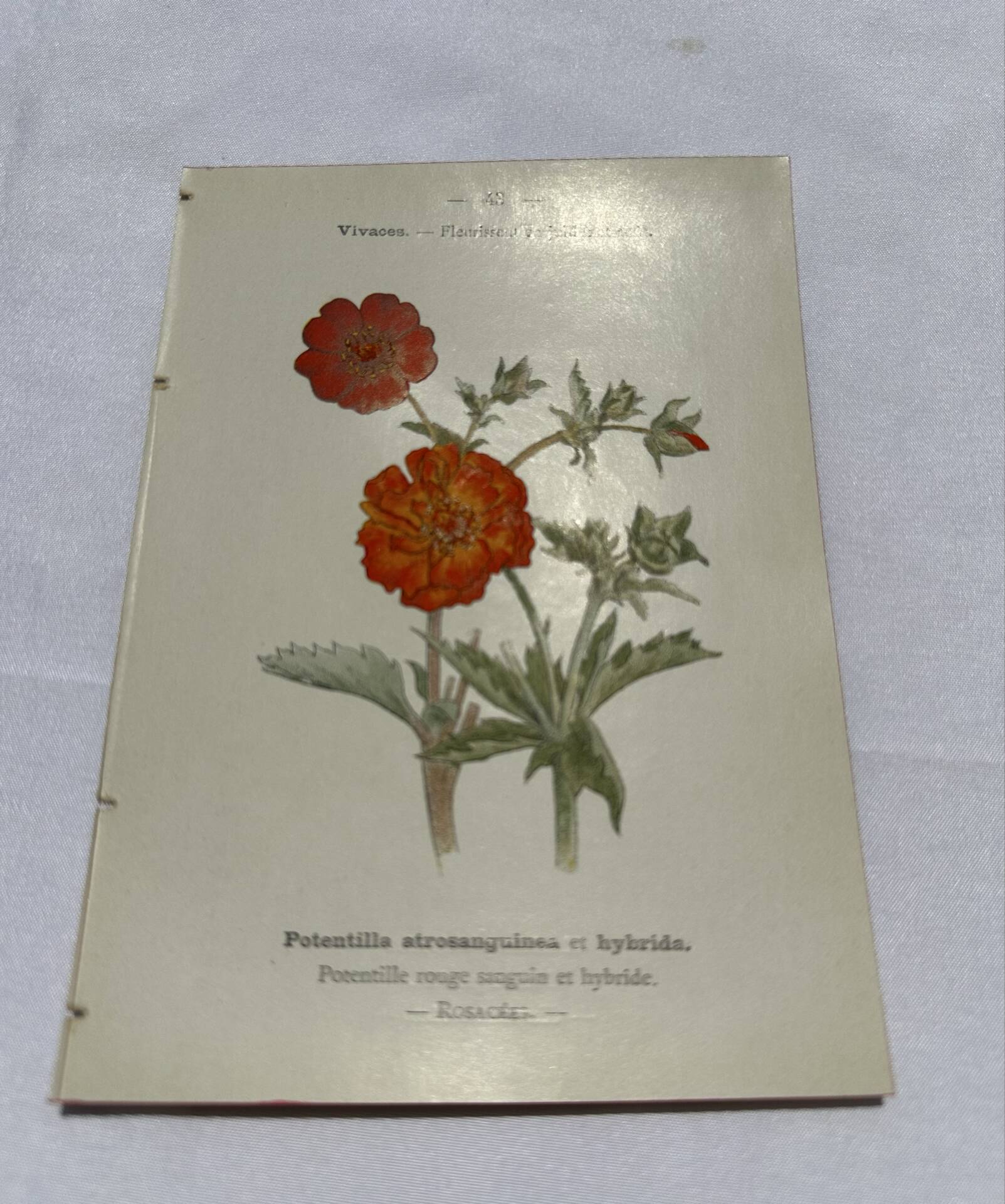 Old double-sided botanical engraving naturalist plate 1800