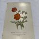 Old double-sided botanical engraving naturalist plate 1800