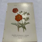 Gravure botanique ancienne double face planche naturaliste 1800