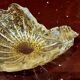 Murano glass bowl with gold flecks, 1960s shell design.