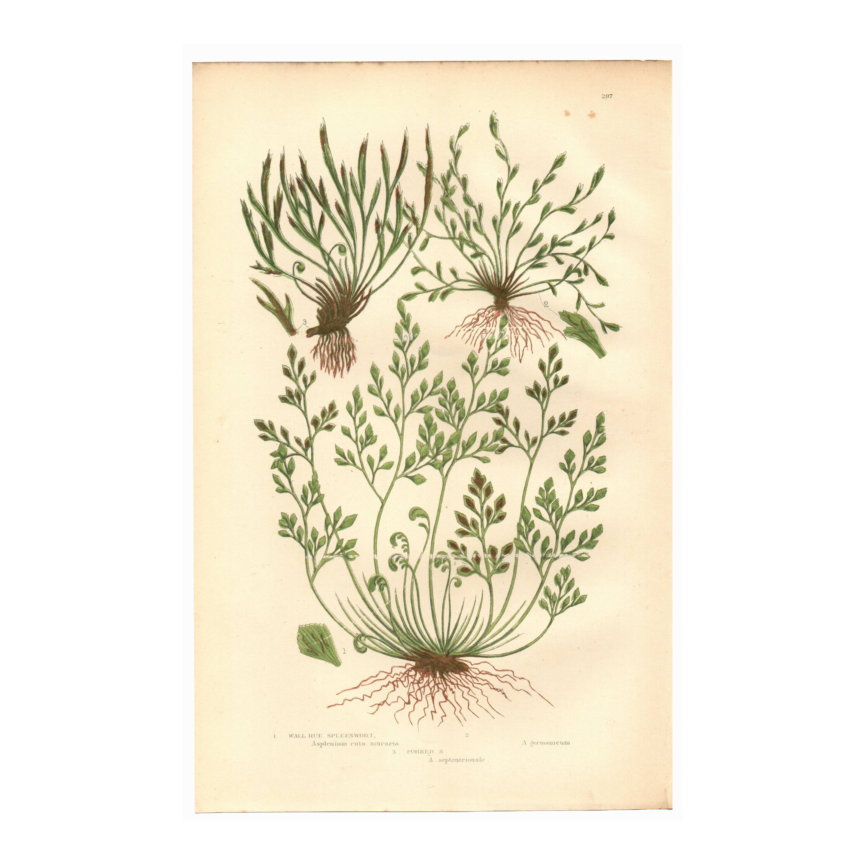 Engraving from 1889 - Hair by A. Pratt - old botanical chromolithograph