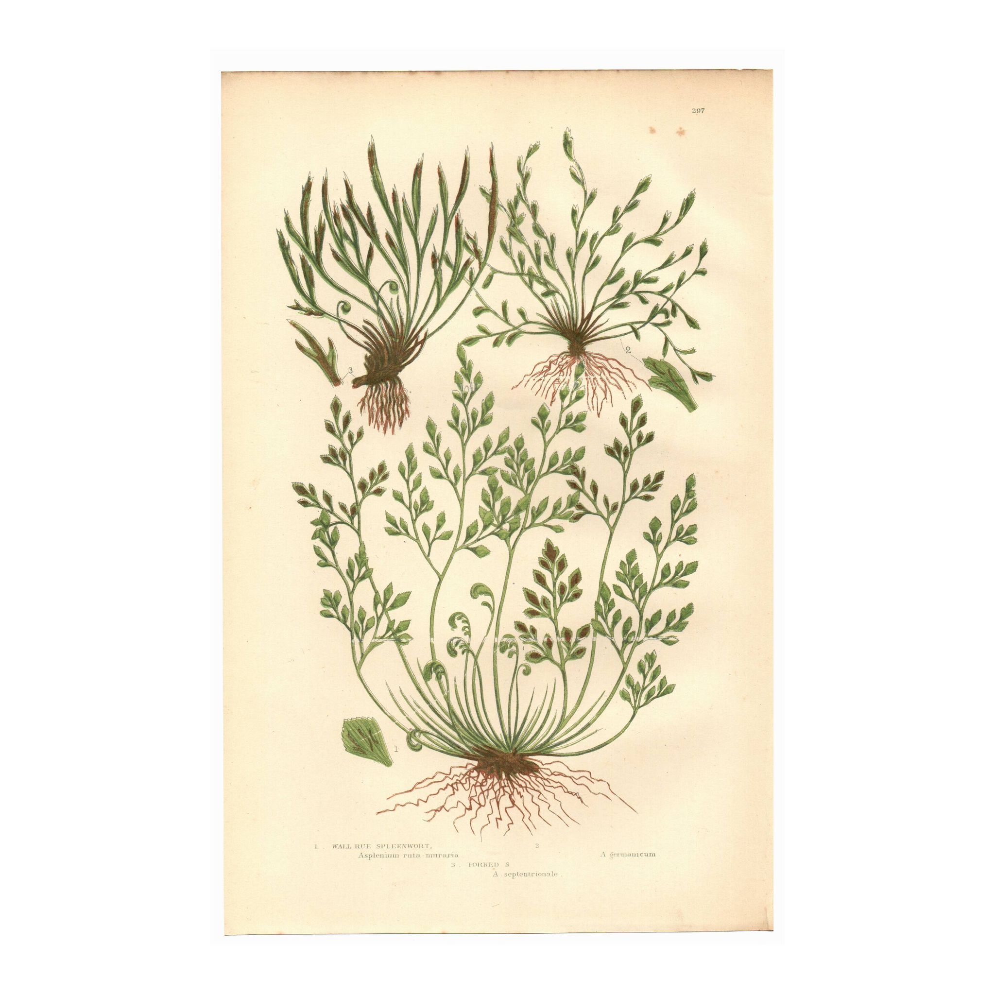 Engraving from 1889 - Hair by A. Pratt - old botanical chromolithograph