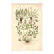 Engraving from 1889 - Hair by A. Pratt - old botanical chromolithograph