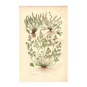 Engraving from 1889 - Hair by A. Pratt - old botanical chromolithograph