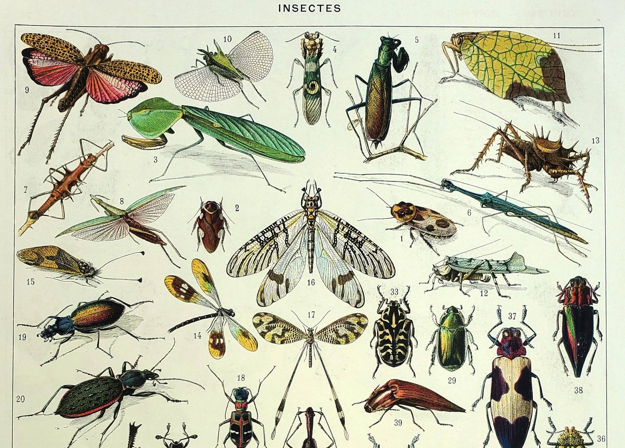 Antique lithograph 1928 A. Millot - Insects, entomology, beetles