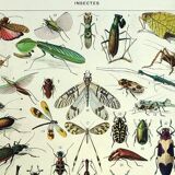 Lithgraphie ancienne 1928 A. Millot - Insectes, entomologie, coléoptères