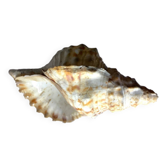 Large decorative shell
