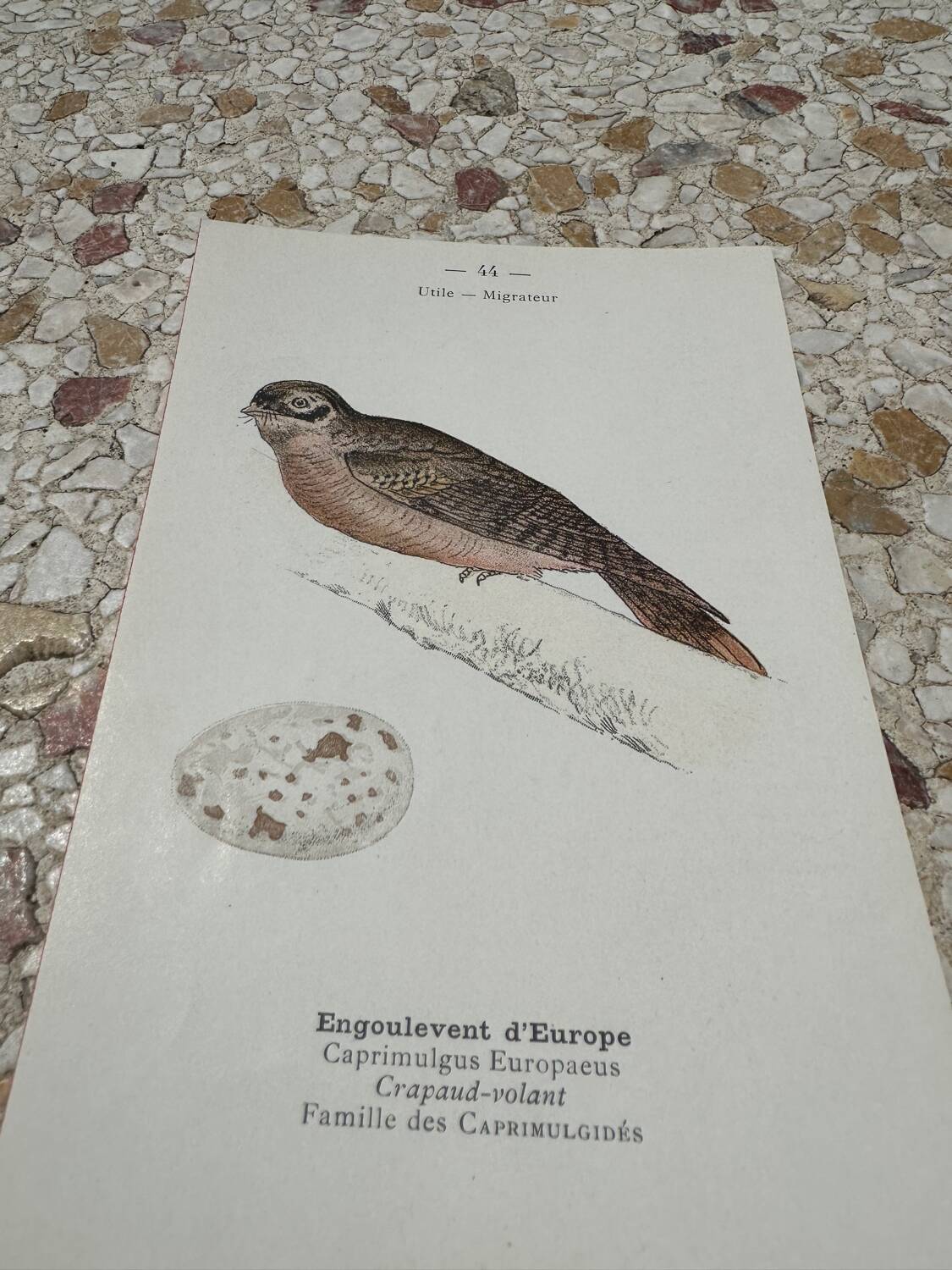 Botanical engraving naturalist plate bird 1903