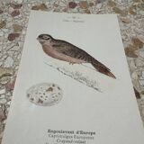 Botanical engraving naturalist plate bird 1903