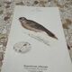 Gravure botanique planche naturaliste oiseau 1903
