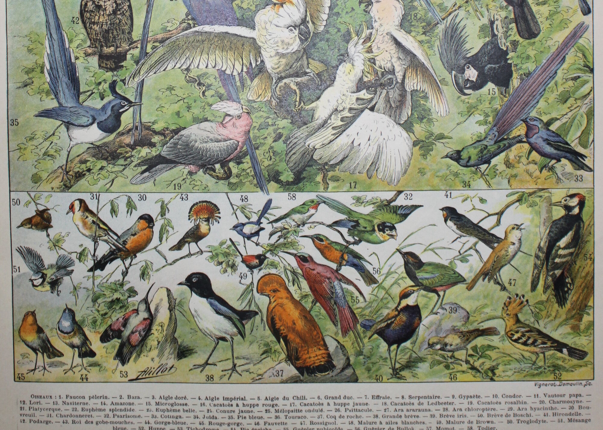 Lithograph • Birds 1, species, raptors • Original lithograph of 1898