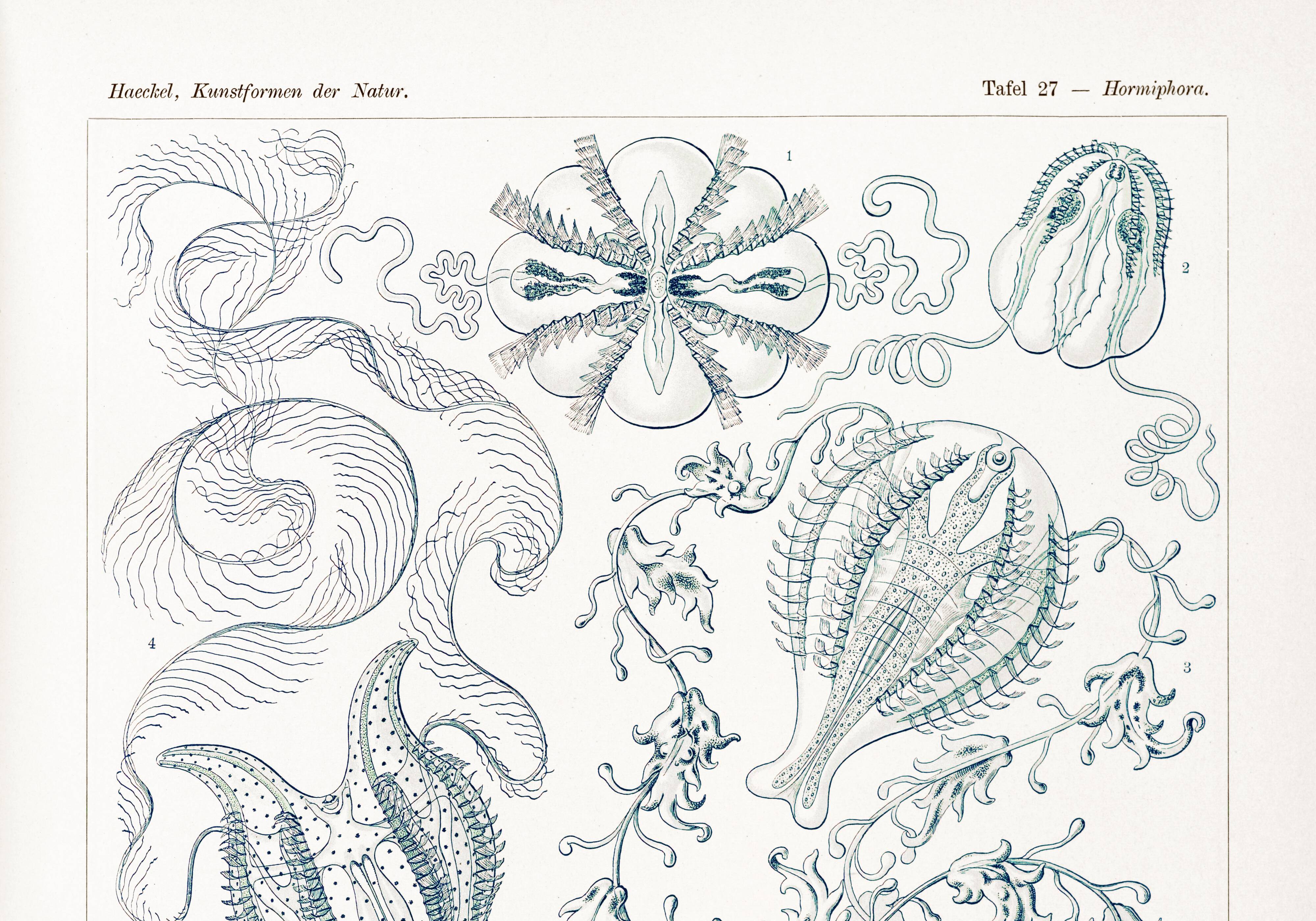 Poster on "the ctenophores", based on an old lithograph from 1904.