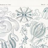 Poster on "the ctenophores", based on an old lithograph from 1904.