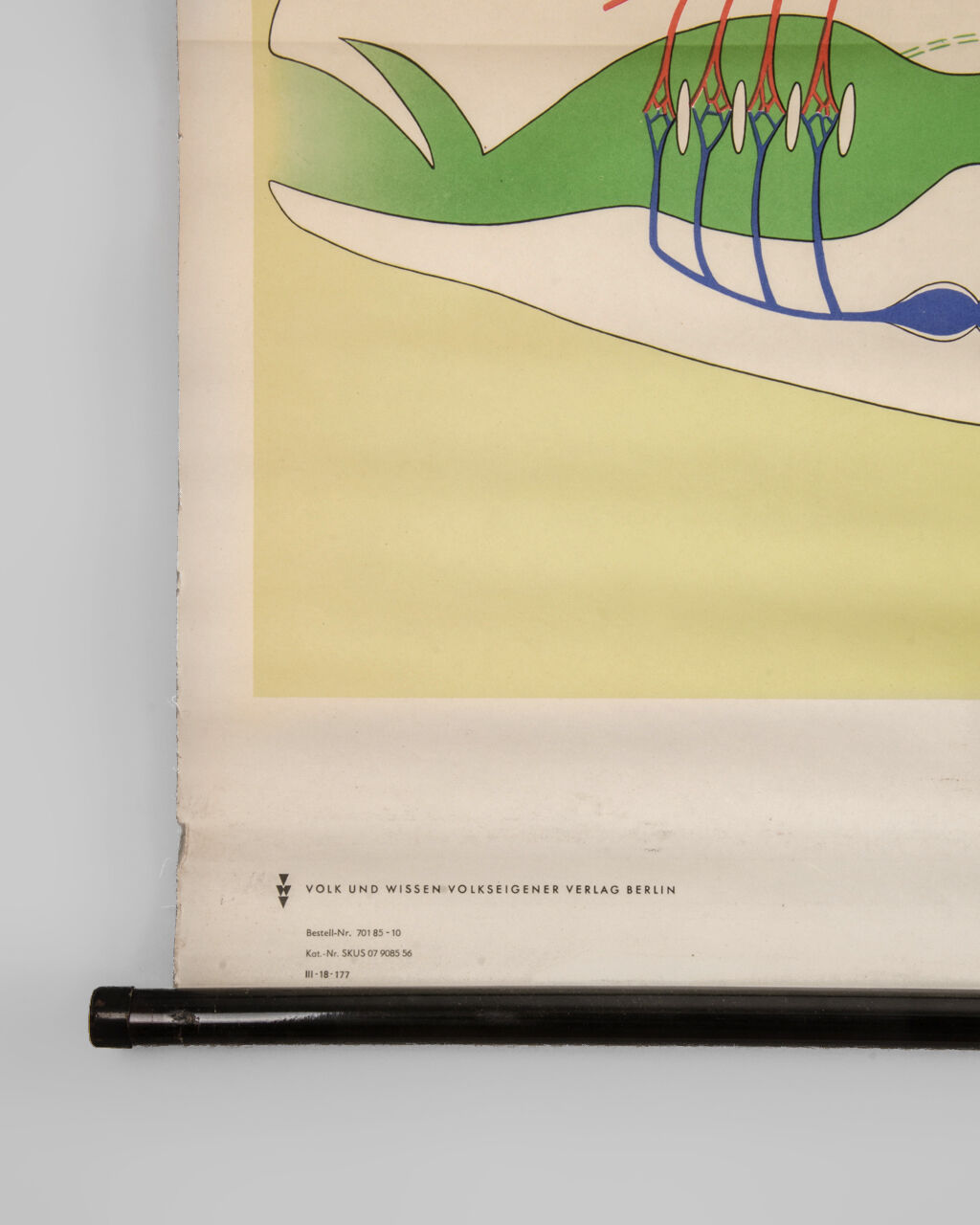 Affiche allemande de biologie marine par Volk Und Wissen Volkseigener Verlag