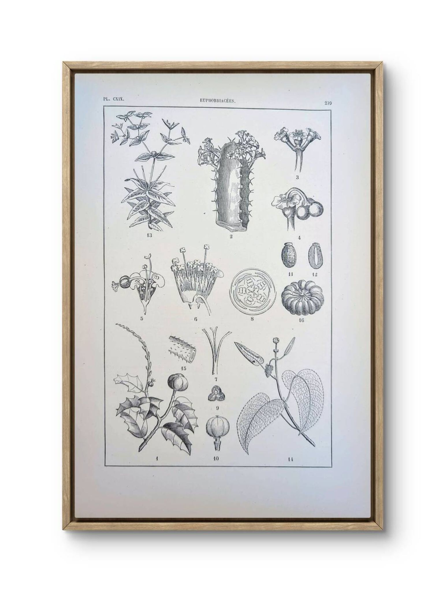 Imprimée en 1889, les Euphorbiacées. Planche botanique ancienne.