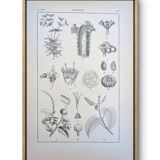 Printed in 1889, the Euphorbiaceae. Antique botanical plate.