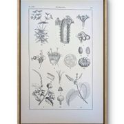 Imprimée en 1889, les Euphorbiacées. Planche botanique ancienne.
