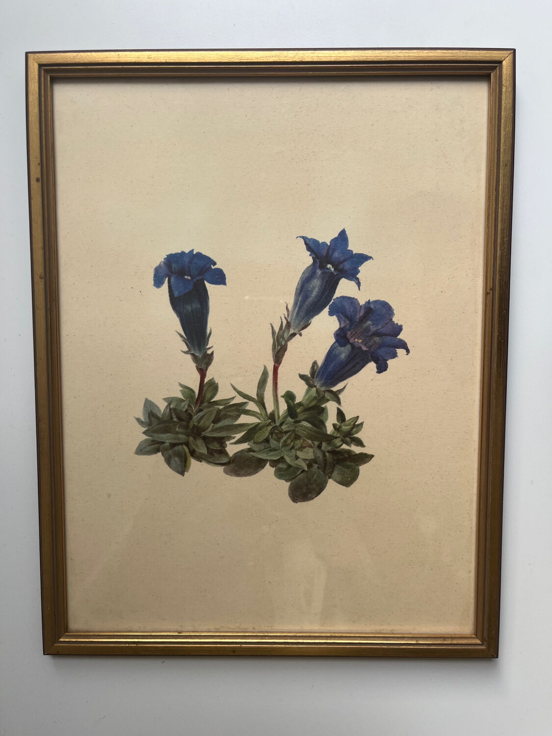 Framed flower print