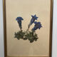 Framed flower print