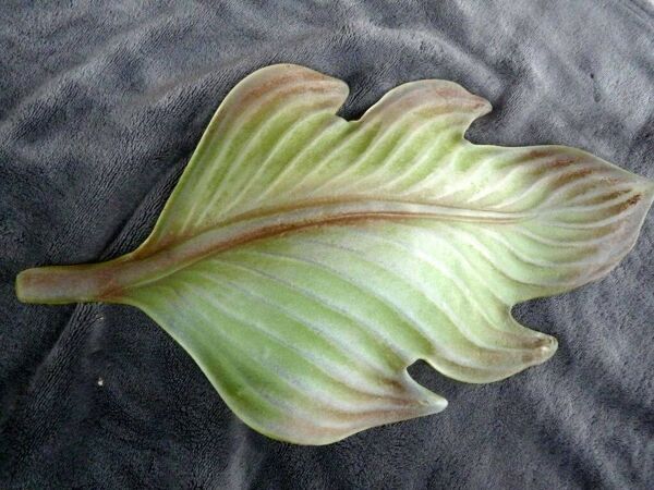 geantes appliques toles peintes verre de murano feuille vegetale 63cm