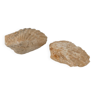 Shell fossils