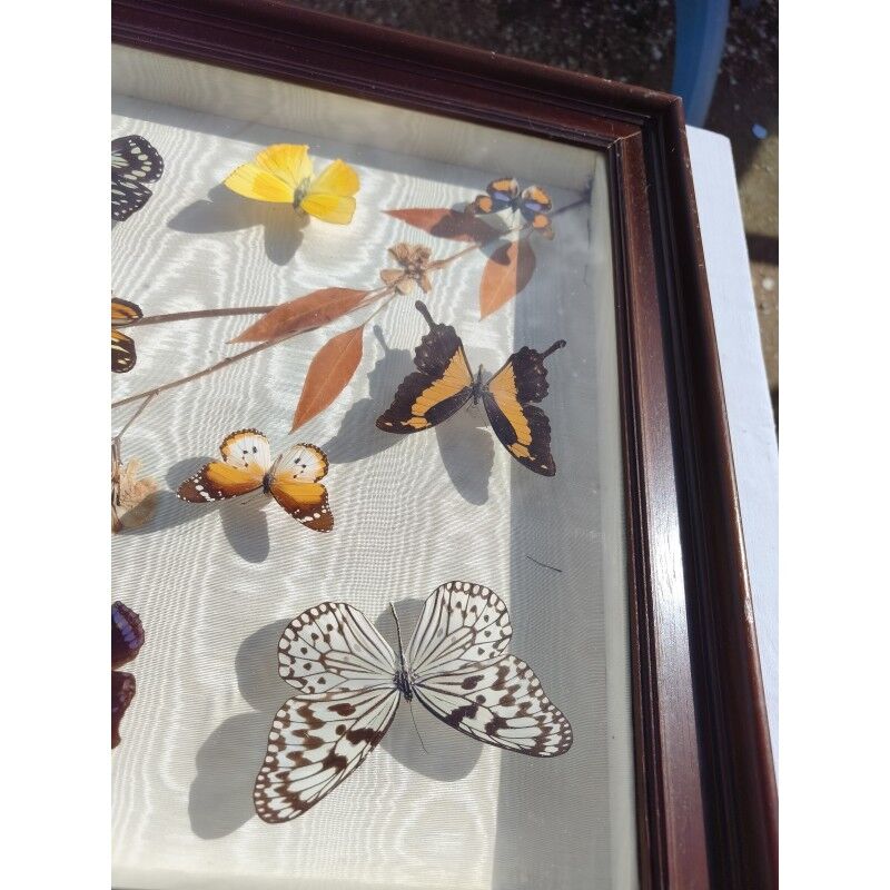 Lot de papillons exotique
