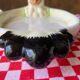 Plat et coquetiers barbotine poussins