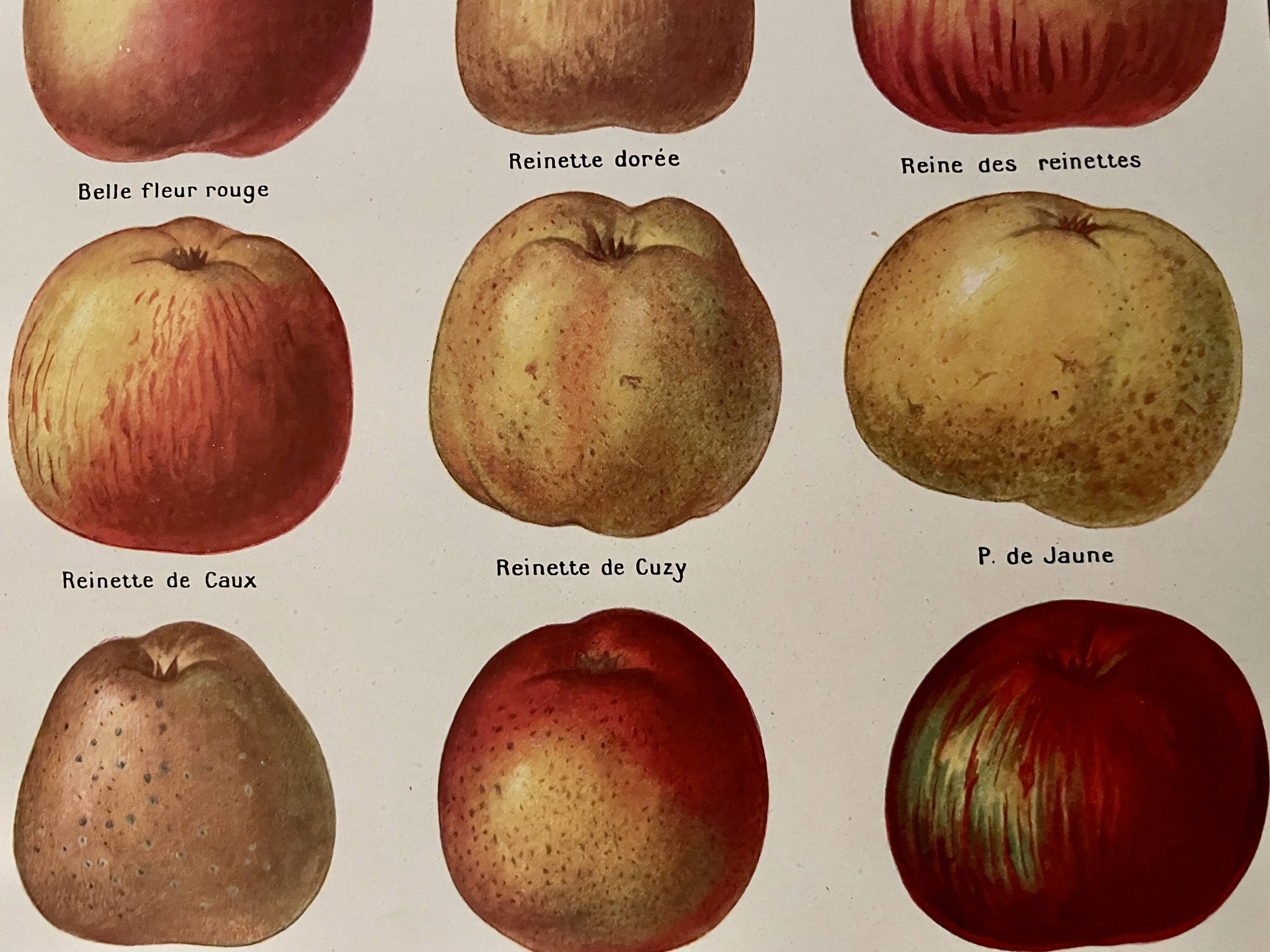 Lithograph on apples - 1920