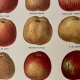 Lithograph on apples - 1920
