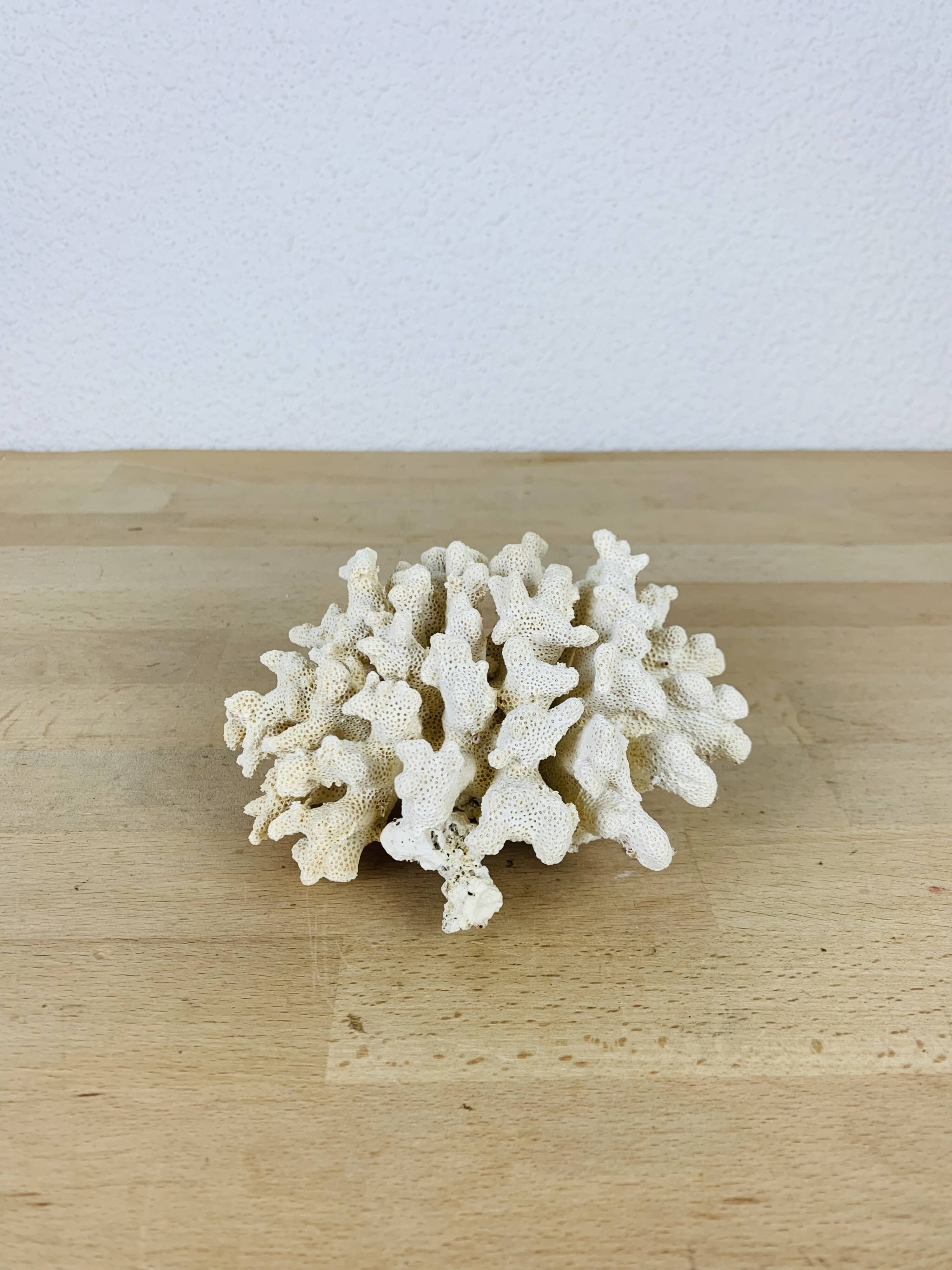 Old white coral 14 cm