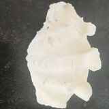 Natural giant clam shell (Tricdana) 2 assorted halves 19 cm