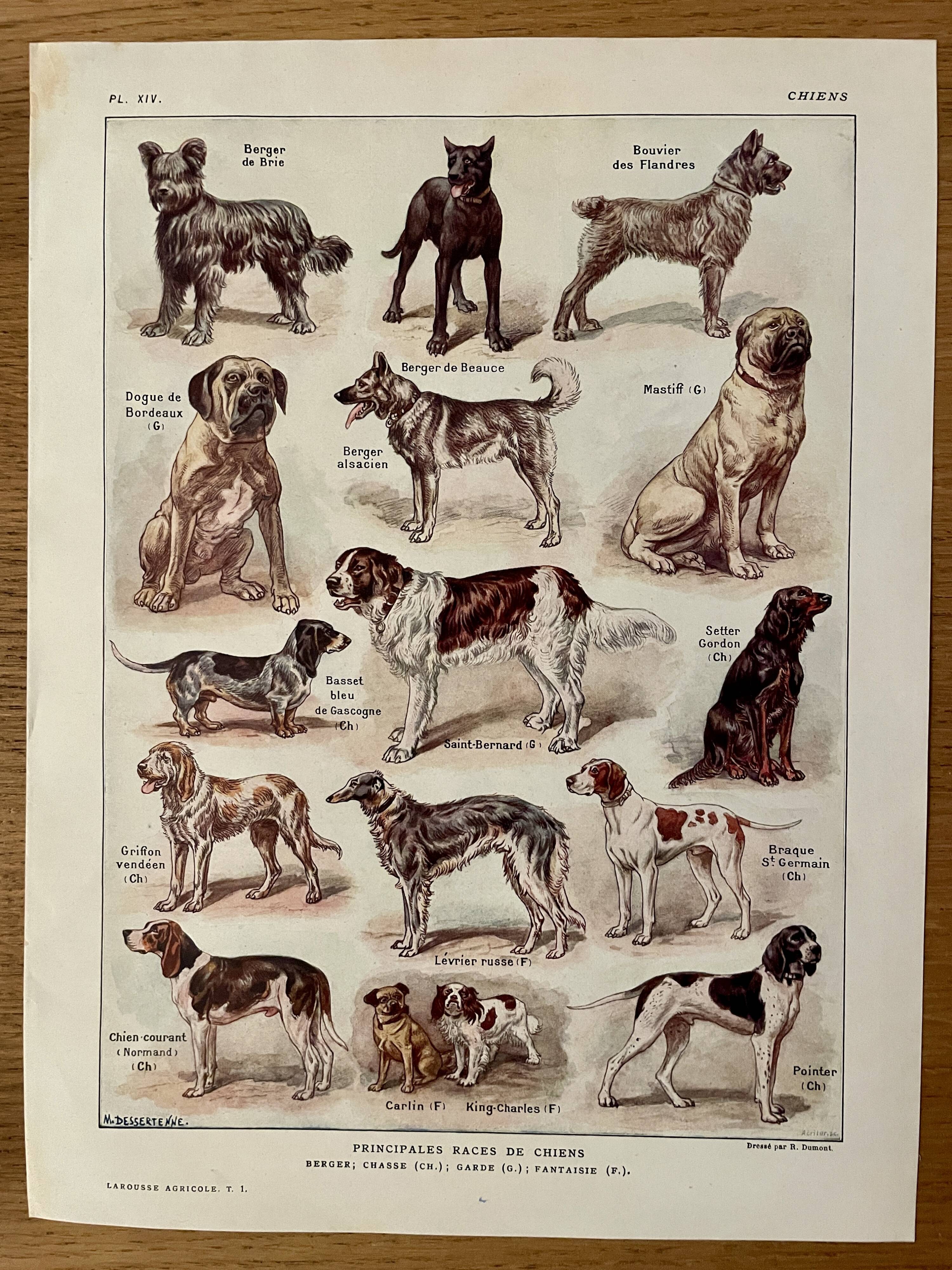Lithographie sur les chiens - 1920