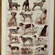 Lithograph on dogs - 1920