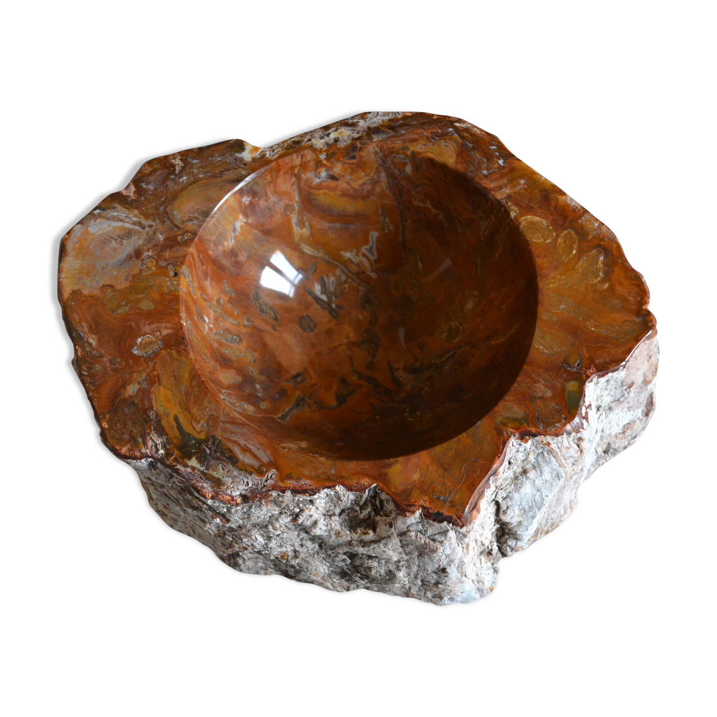 Empty pocket or ashtray in fossilized wood