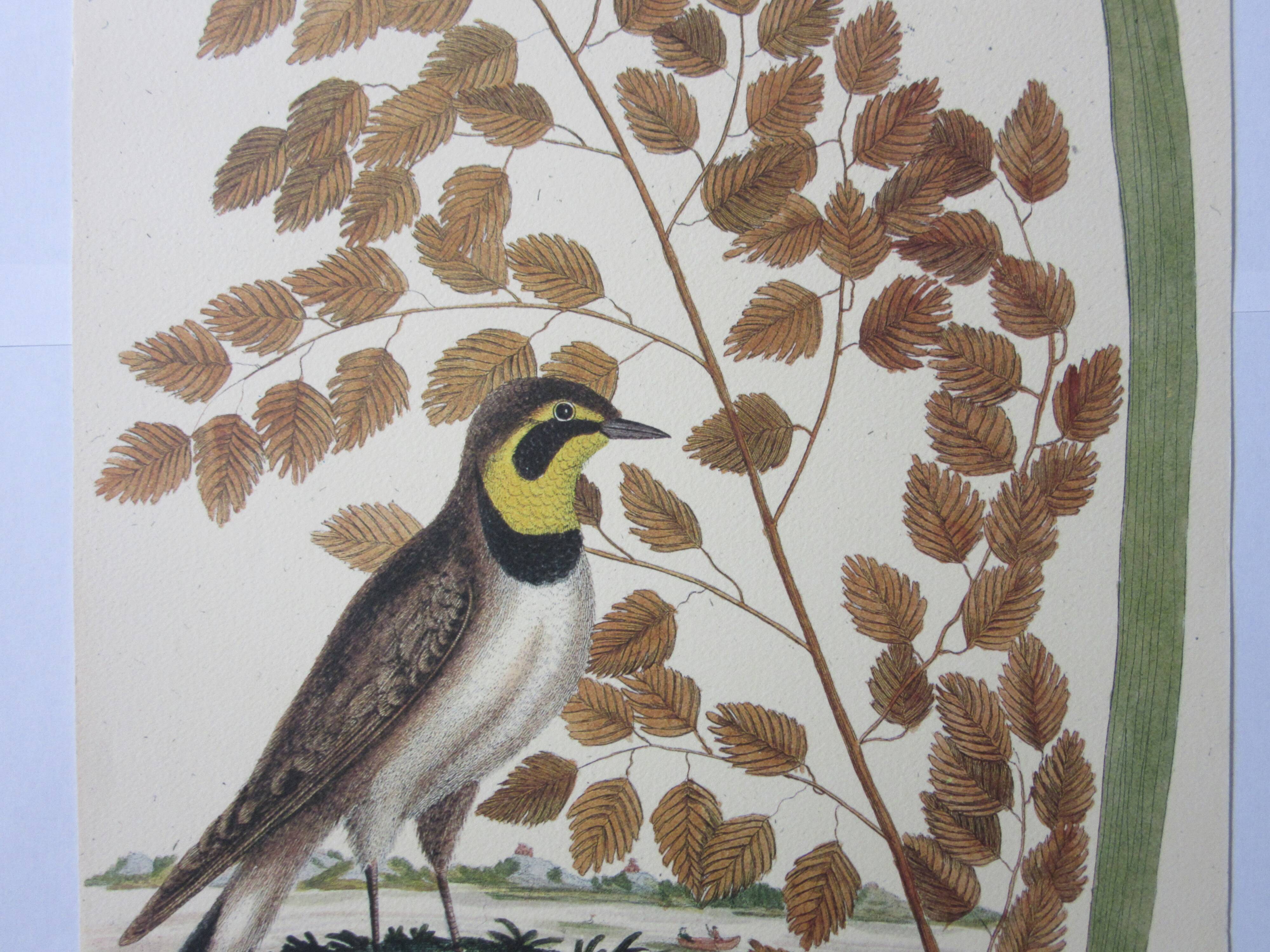 Gravure oiseau, allouette, repro Catesby/Seligmann