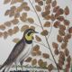 Gravure oiseau, allouette, repro Catesby/Seligmann
