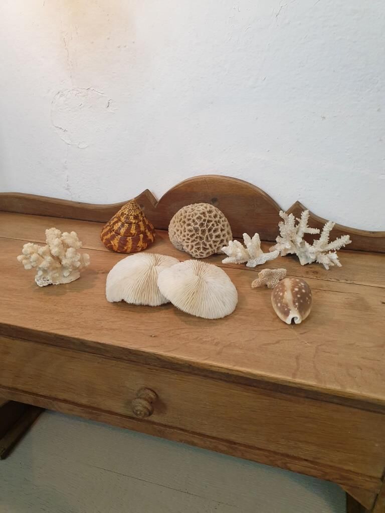 Shells and corals