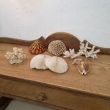 Shells and corals