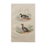 Lithography board engraving vintage birds - 1850