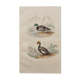 Lithography board engraving vintage birds - 1850