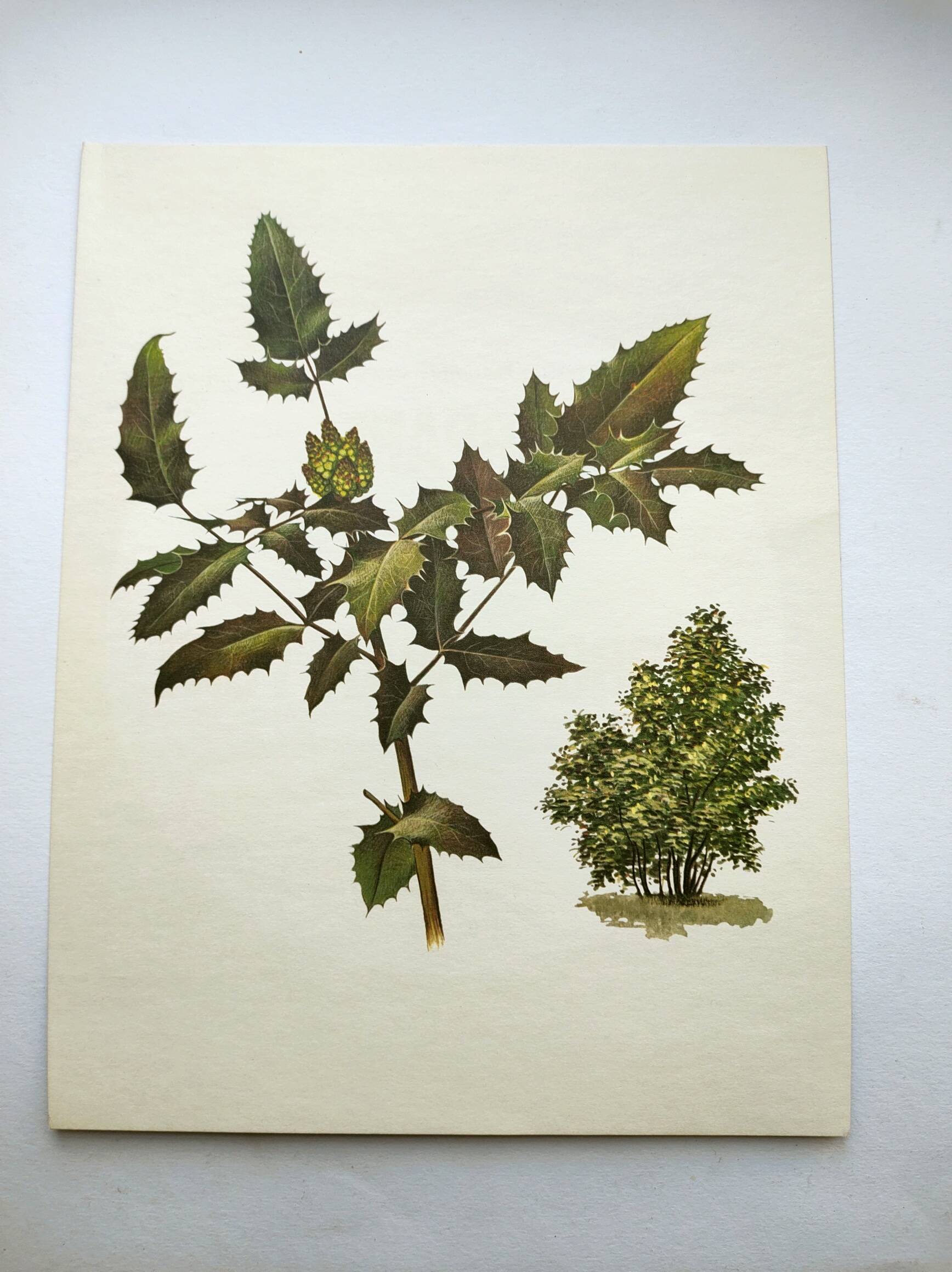 Mahonia Illustration - Vintage Botanical Nature Plate from the 60s