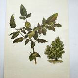 Mahonia Illustration - Vintage Botanical Nature Plate from the 60s