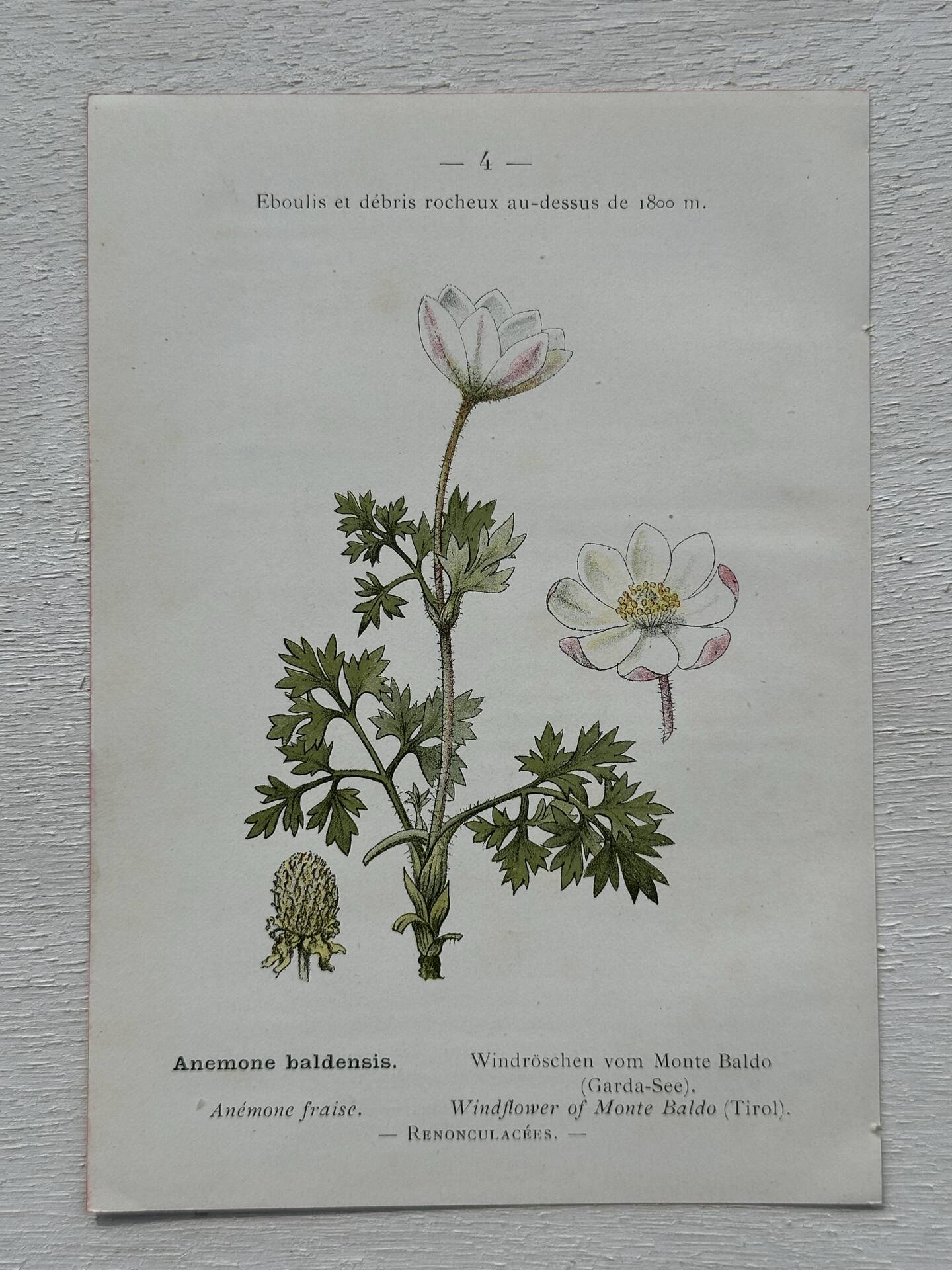 Botanical Plate 1800 Old Naturalist Engraving 19th Century Double-Sided