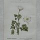 Botanical Plate 1800 Old Naturalist Engraving 19th Century Double-Sided